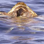 Honu dives in search of kau kau